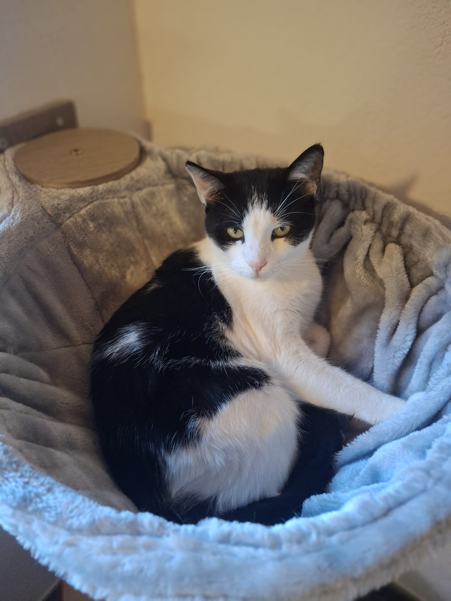 Black and white cat in bed