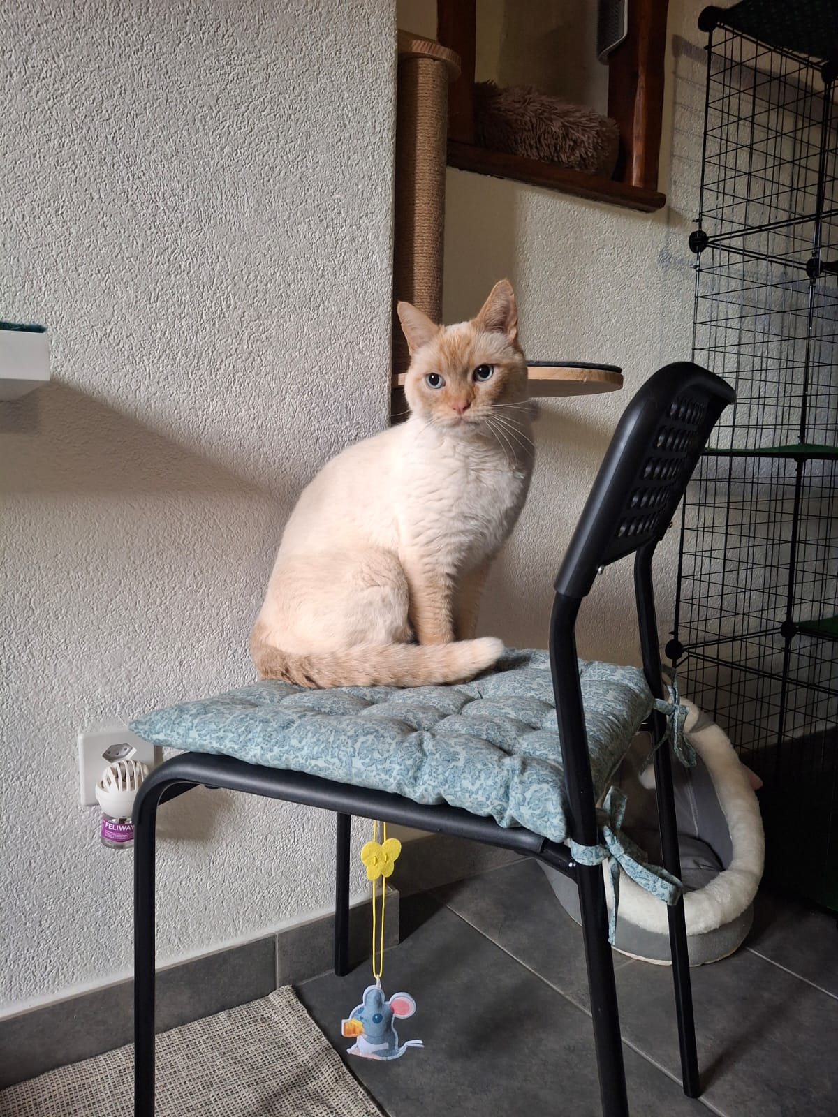 Pensione per gatti La Casina - Gatto felice su poltrona