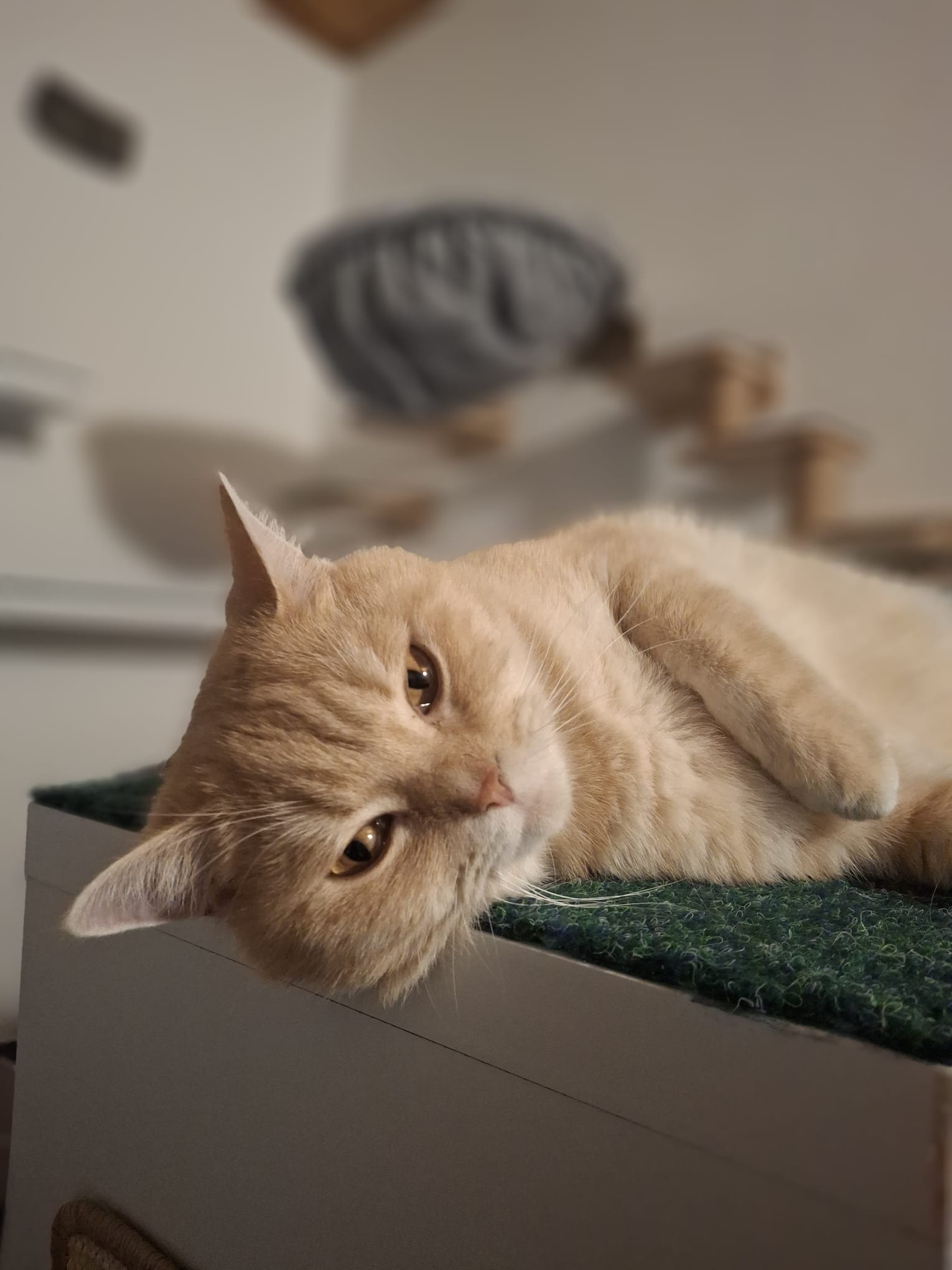 Cream cat on platform