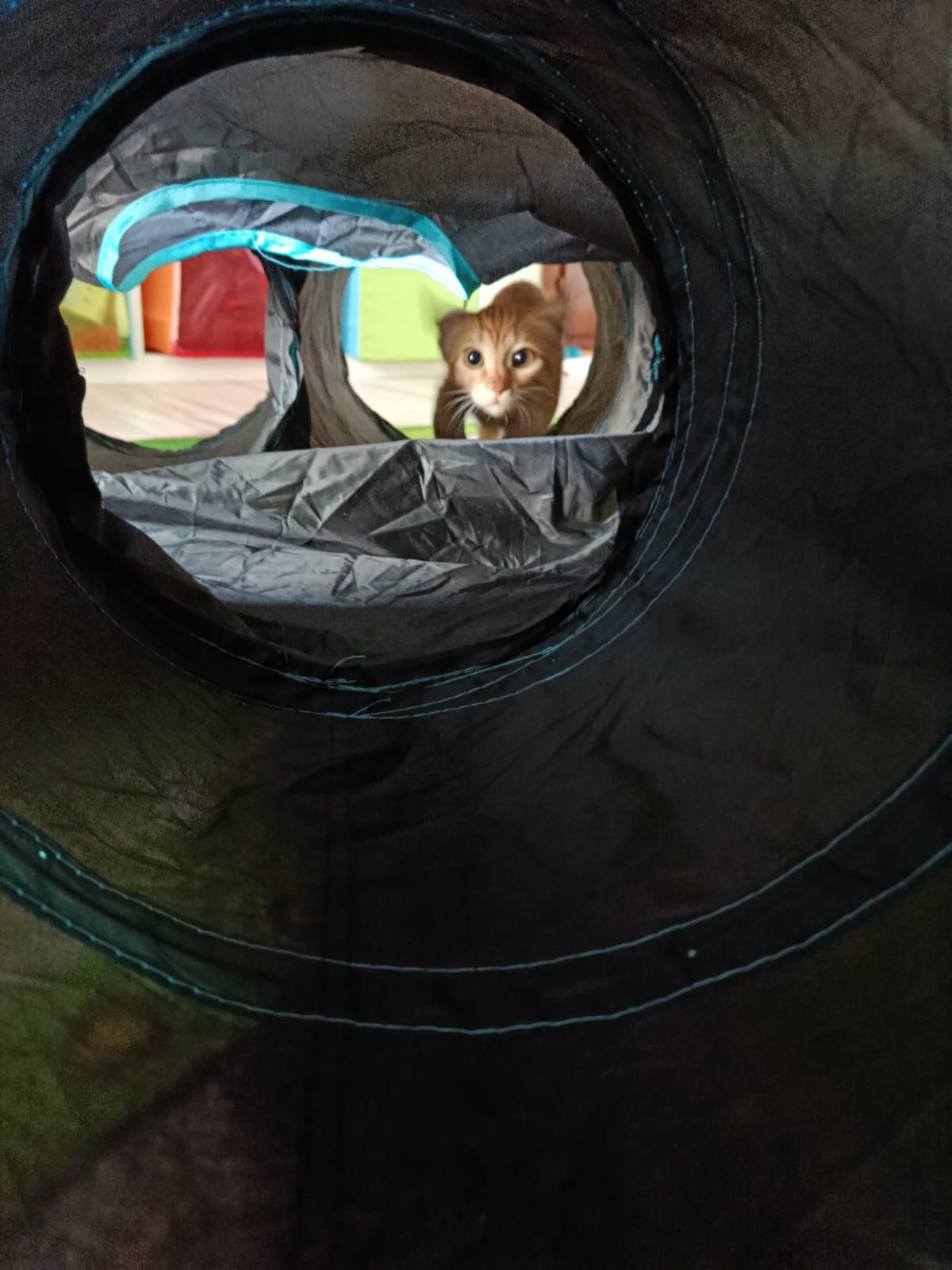Ginger cat in play tunnel