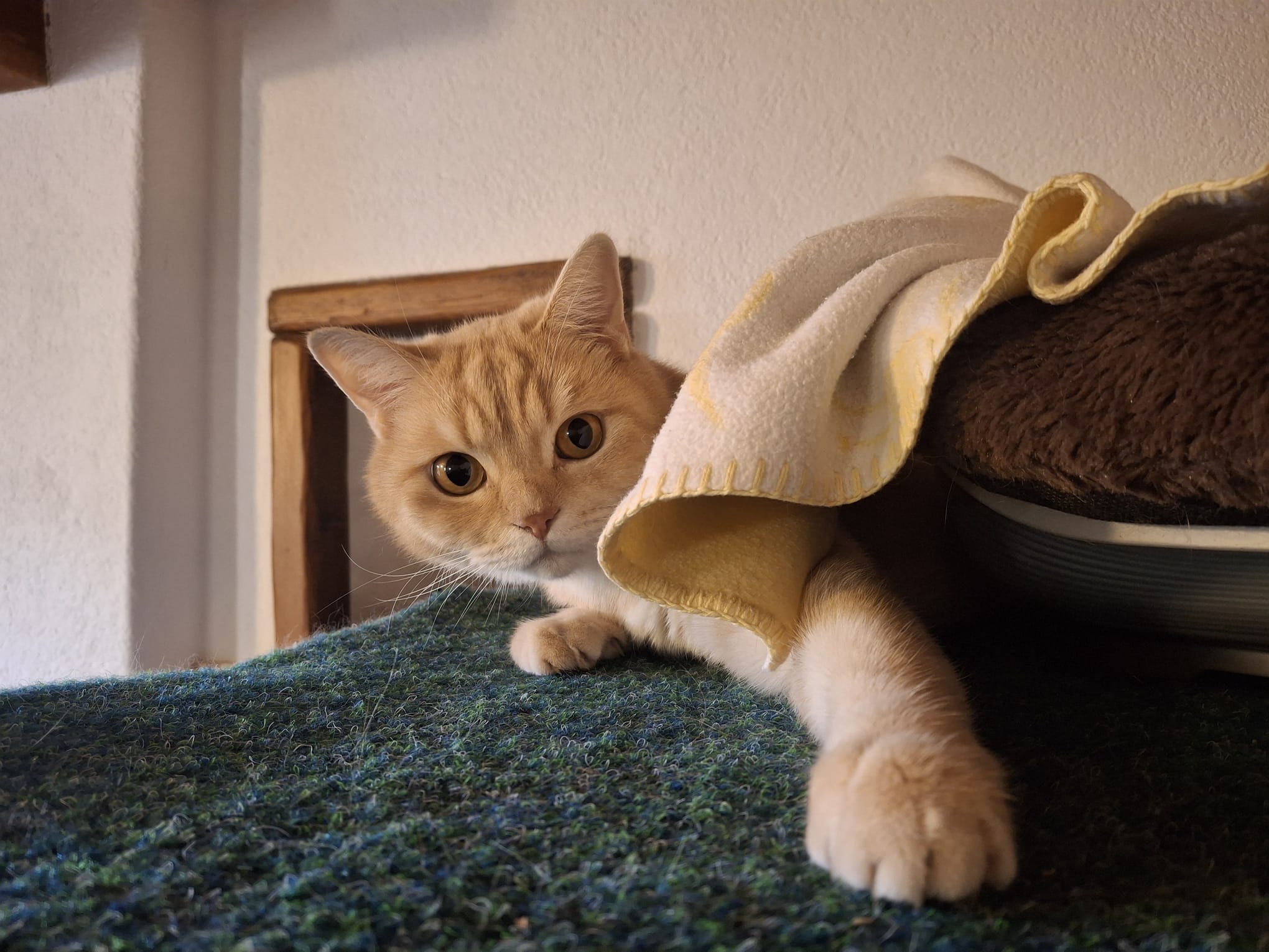 Ginger cat on platform