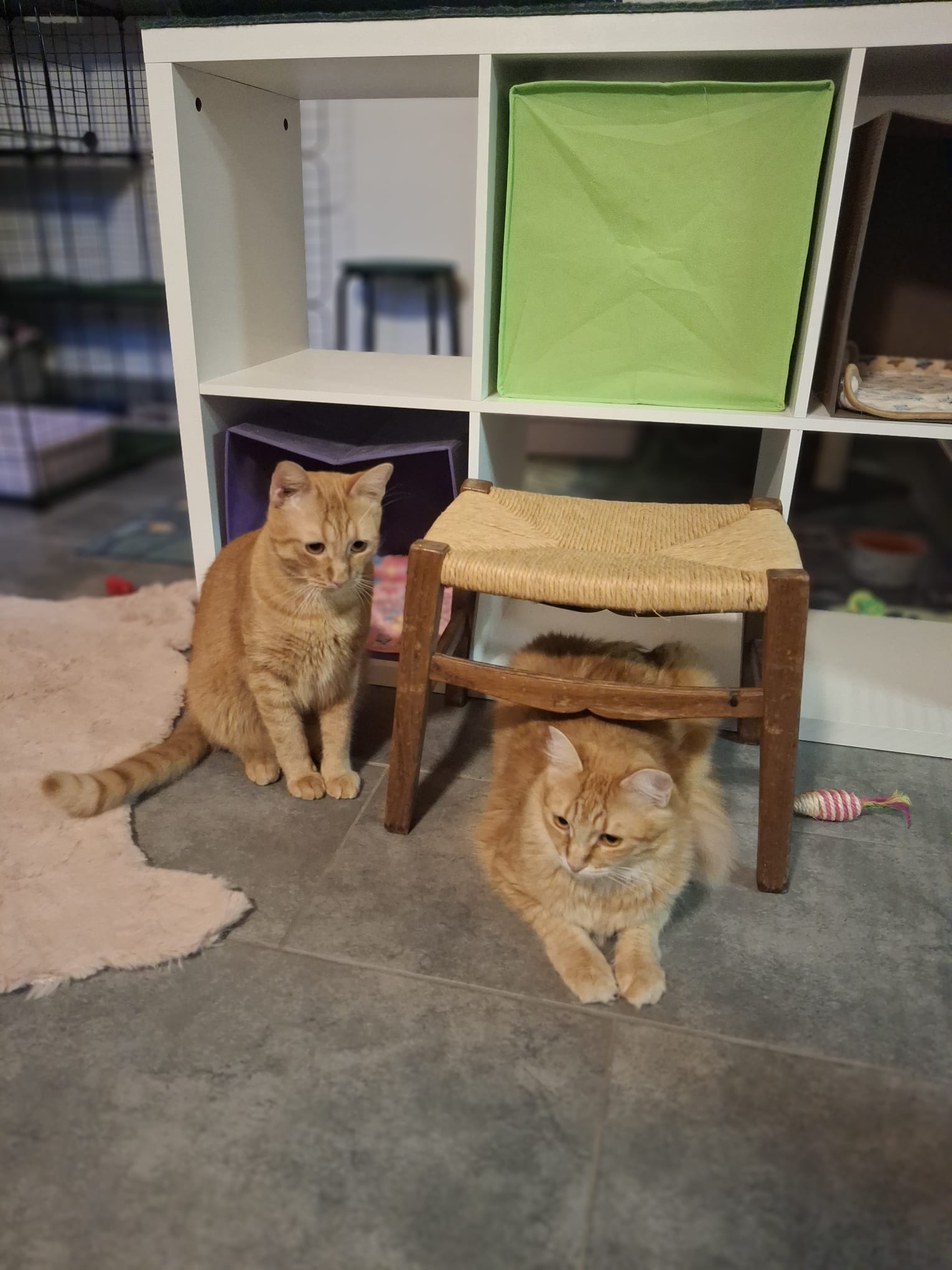 Due gatti arancioni che giocano - Cat boarding Locarno