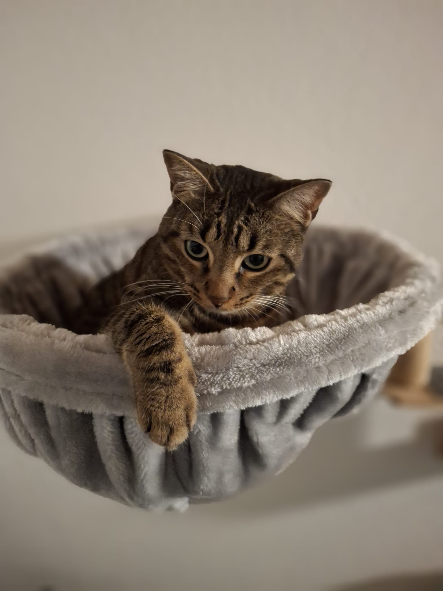 Tabby cat relaxing in bed