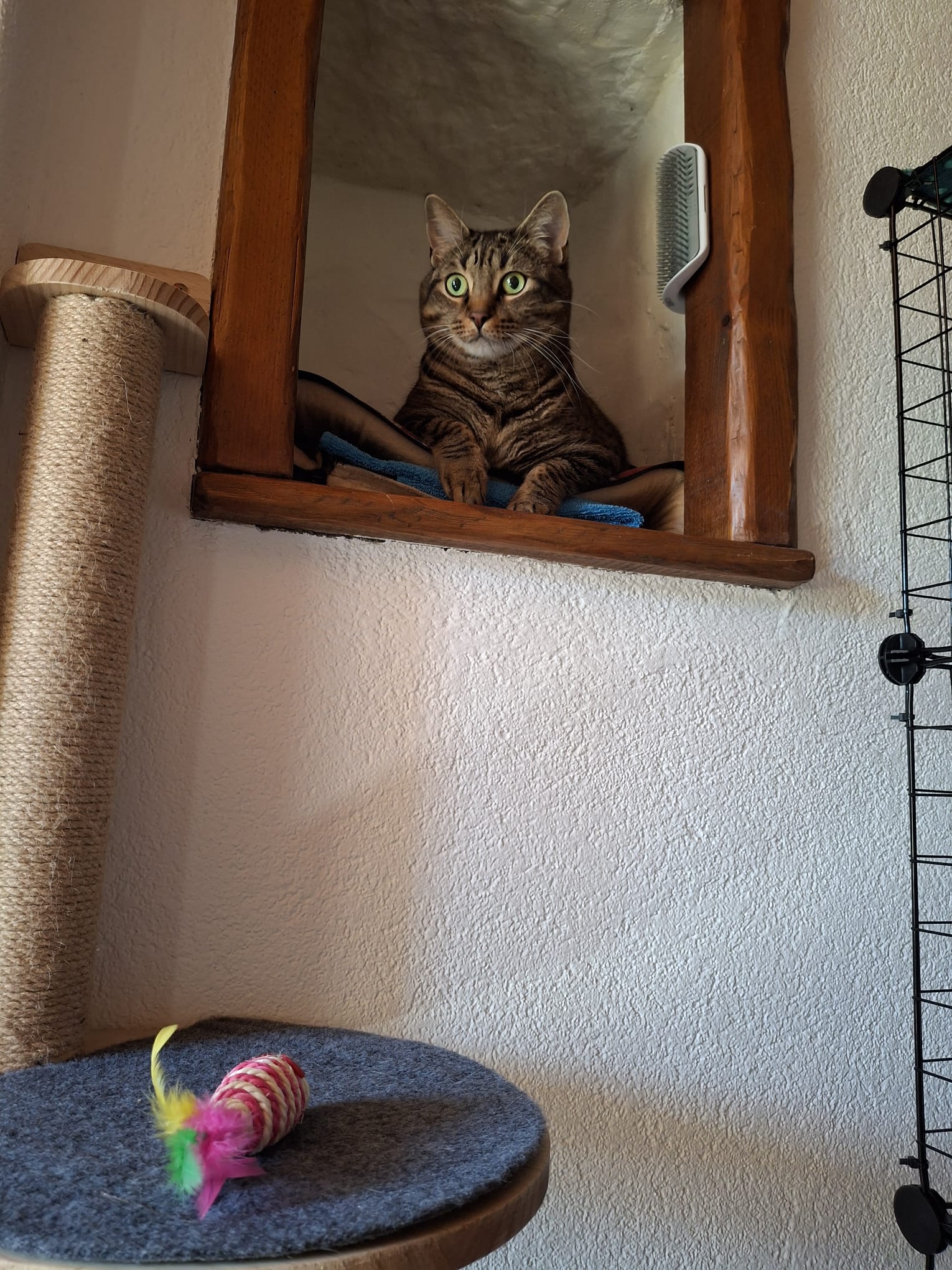 Tabby cat on wall shelf