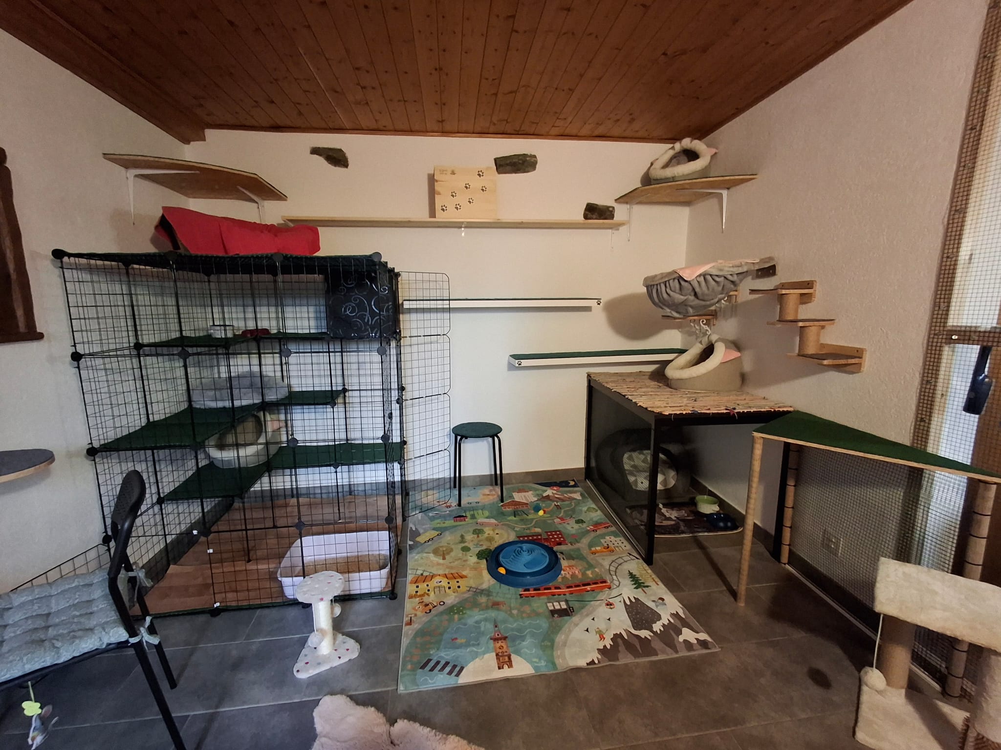 Main room with multi-level enclosure and climbing shelves